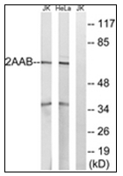 AP31874PU-N - PPP2R1B