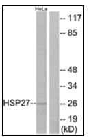 AP31876PU-N - HSPB1 / HSP27