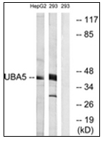 AP31878PU-N - UBA5 / UBE1DC1