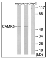 AP31879PU-N - CAMKV