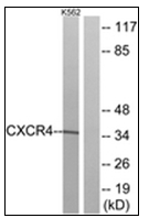 AP31880PU-N - CD184 / CXCR4