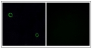AP31880PU-N - CD184 / CXCR4