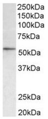 AP31933PU-N - HDAC1