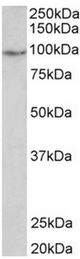 AP31948PU-N - PDE4B
