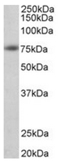AP31949PU-N - Amyloid beta + APP