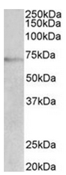 AP31950PU-N - Dopamine beta-hydroxylase