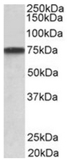 AP31954PU-N - Granulin-3