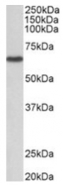 AP31959PU-N - STK3