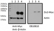 AP31983PU-N - ZIC2