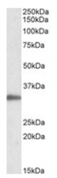 AP32026PU-N - PCNA