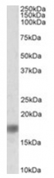 AP32036PU-N - Alpha-Synuclein / SNCA