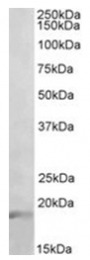 AP32038PU-N - Interleukin-17A (IL17A)