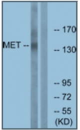 AP32044PU-N - HGF receptor