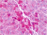 AP32046PU-N - Hemopexin / HPX