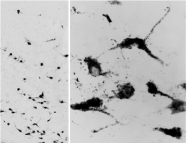 AP32077PU-N - Oxytocin