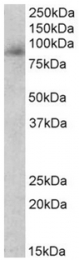 AP32134PU-N - Myeloperoxidase