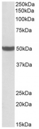 AP32147PU-N - PTCD2
