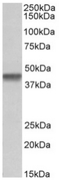 AP32148PU-N - PTCD2