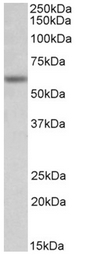 AP32151PU-N - Glycine receptor alpha-1