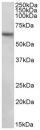 AP32155PU-N - SLC1A3 / EAAT1