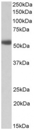 AP32157PU-N - Alpha-1A adrenergic receptor / ADRA1A