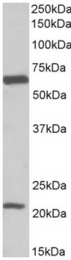 AP32158PU-N - SLC1A3 / EAAT1