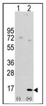 AP32164PU-N - LC3
