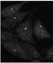 AP32185PU-N - UVRAG