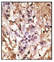 AP32195PU-N - LC3B