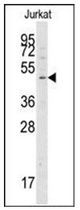 AP32201PU-N - Autophagin-2