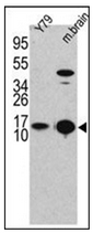 AP32203PU-N - LC3B