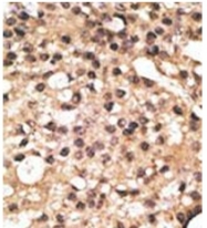 AP32206PU-N - APG4B / ATG4B