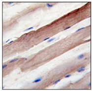 AP32207PU-N - APG4B / ATG4B