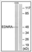 AP32213PU-N - Endothelin A receptor
