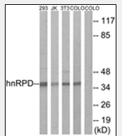 AP32215PU-N - hnRNP-D0 / HNRNPD