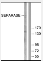 AP32216PU-N - Separin / ESPL1