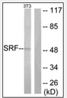 AP32217PU-N - Serum response factor (SRF)