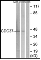 AP32223PU-N - CDC37