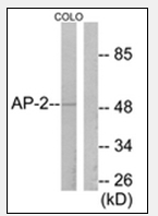 AP32228PU-N - TFAP2A / AP2 alpha/beta