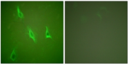 AP32229PU-N - Caspase-10
