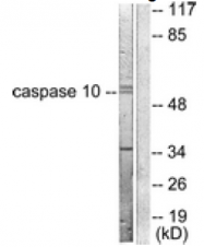 AP32229PU-N - Caspase-10