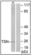 AP32231PU-N - Translin (TSN)