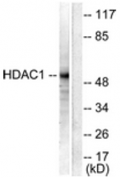 AP32235PU-N - HDAC1