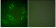 AP32237PU-N - Heat shock protein 105 / HSP105