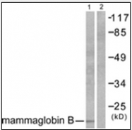 AP32240PU-N - SCGB2A1 / Mammaglobin B