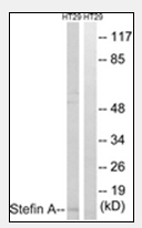 AP32243PU-N - Cystatin-A