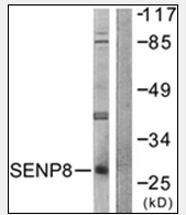 AP32244PU-N - SENP8