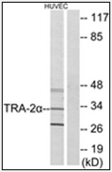 AP32248PU-N - TRA2A