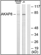 AP32251PU-N - AKAP8
