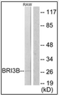 AP32265PU-N - BRI3BP